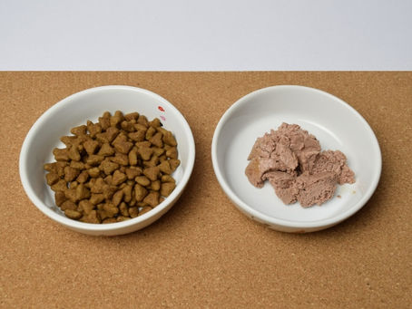  【にゃんこ防災2023アクションプランその18】今週のねこちゃんの災害対策でするべきこと