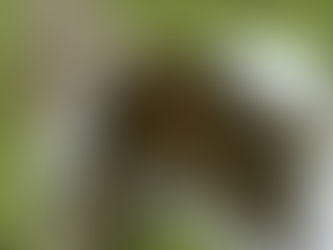 まなびばsippo「猫の正しいしかり方」セミナー備忘録