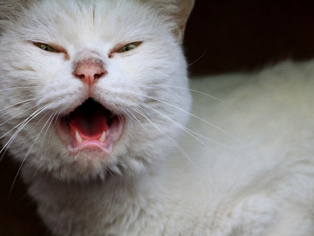 ねこちゃんとの暮らしで得られる効果とは？２