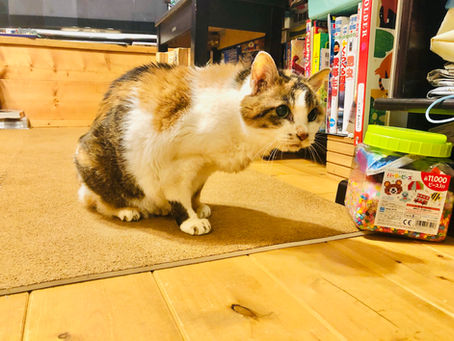 ねこ専門ペットシッター西谷ねこのお世話屋は7周年を迎えました♪
