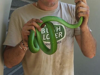 Green Mamba in a car!!