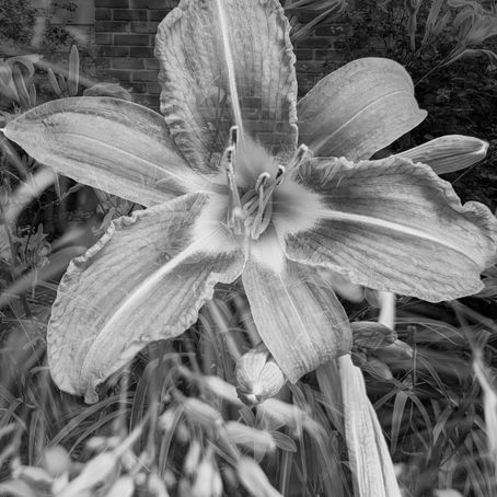 Black and White Double-Exposure