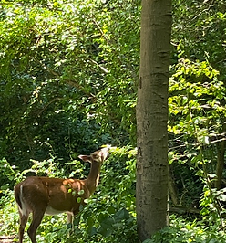 Image Asset_Wixel.png