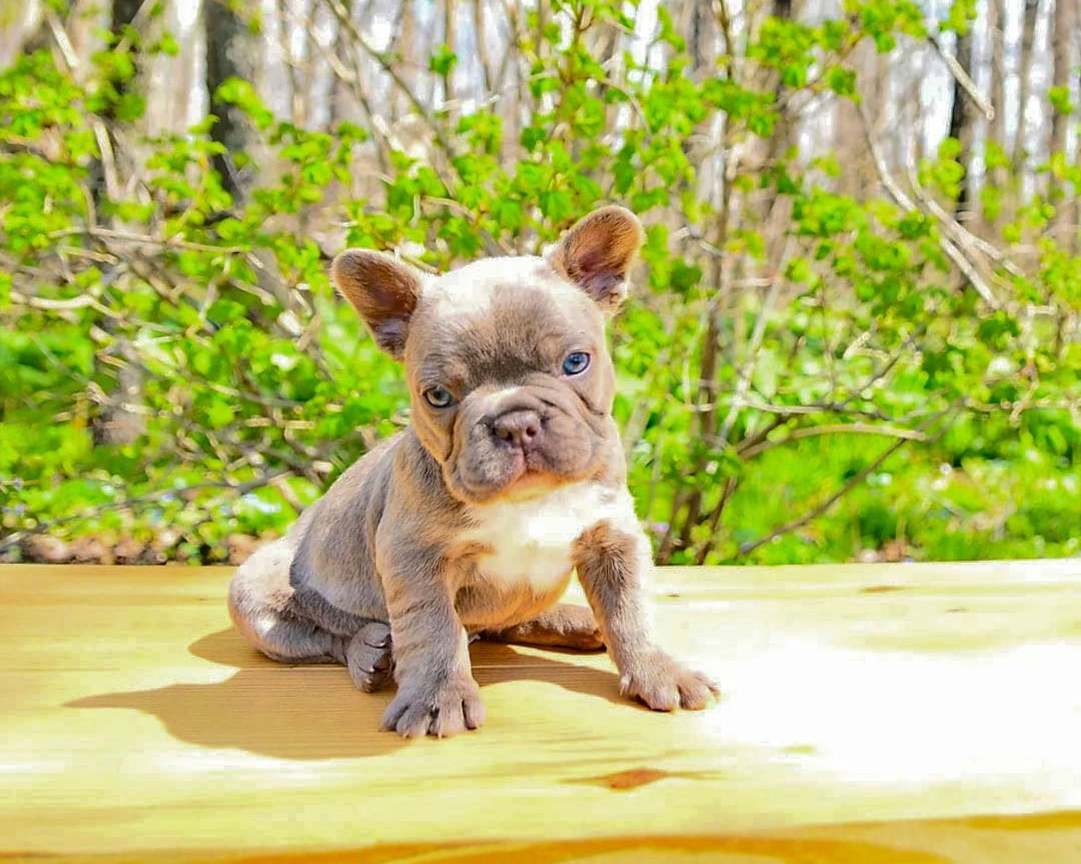 Duchess