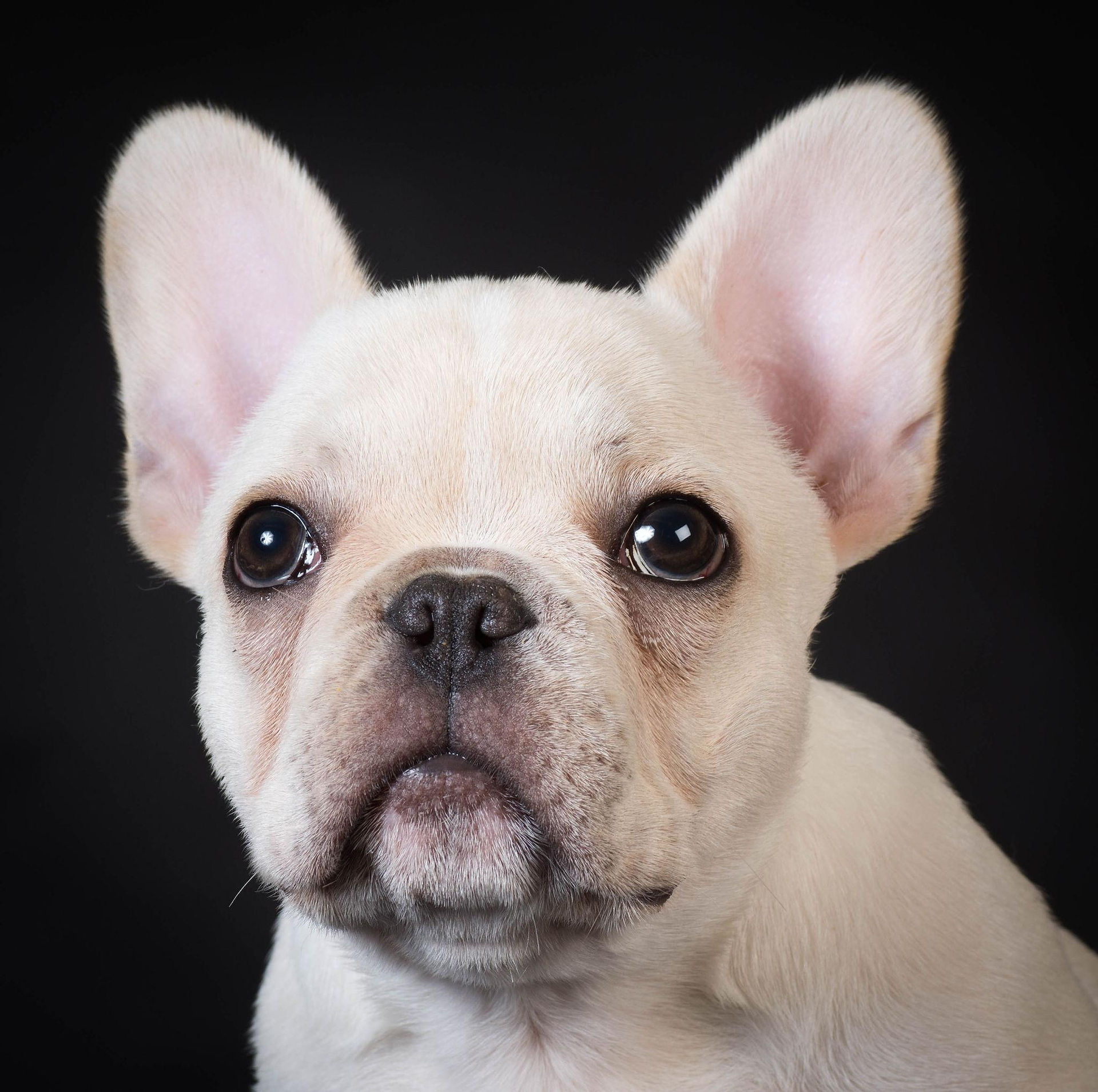 French Bulldog puppy relaxing at home