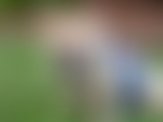 French Bulldogs as Service Dogs