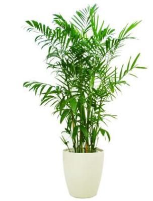 Bamboo palm (Chamaedorea seifrizii)