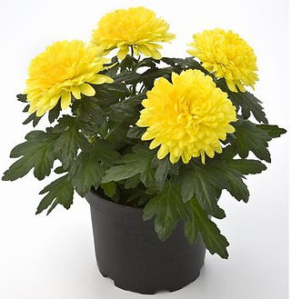 Pot mum (Chrysanthemum morifolium)