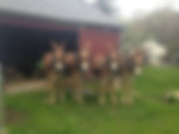 horses doing farm work