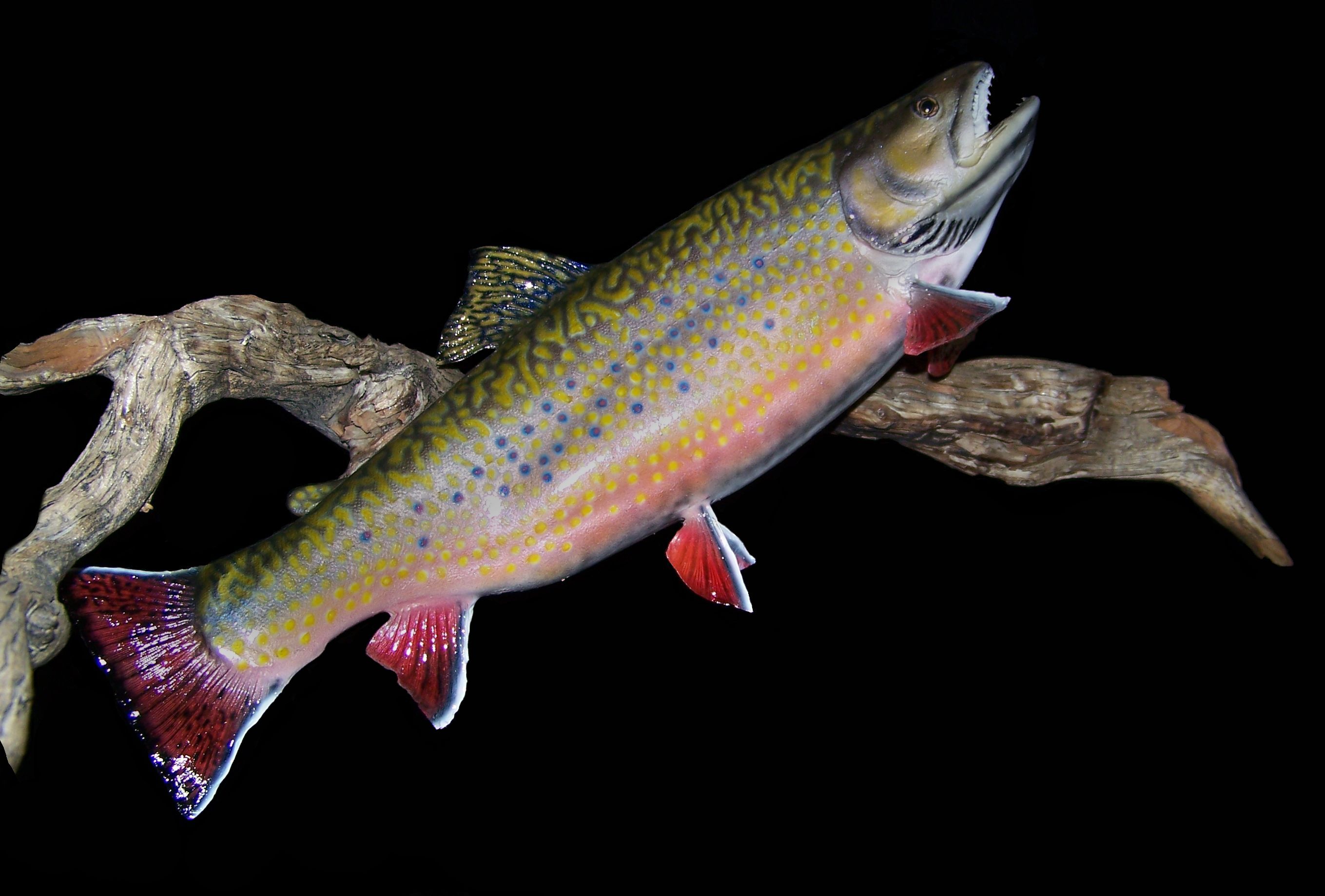 Fish Gallery davidson