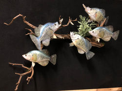 Five Crappie