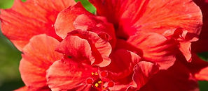 arbres et fleurs 7_edited.jpg