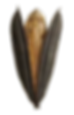 your_idea_is_a_seed_waiting_to_be_planted_7