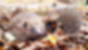 UK Contact Case – Reptilians, Greys, Visitations, Abduction, Screen Memories, Missing Time, Footprints