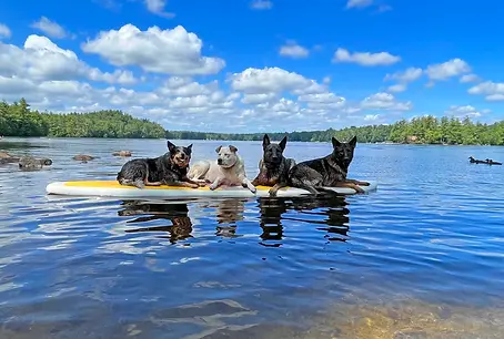 dogs-on-paddle-board.webp