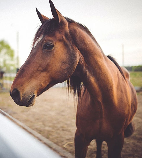 Animal brown horse_edited.jpg