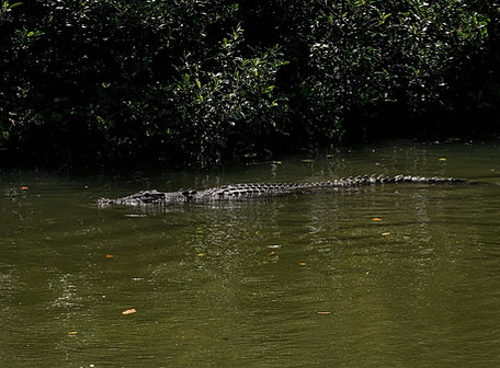 Daintree Half Day.jpg