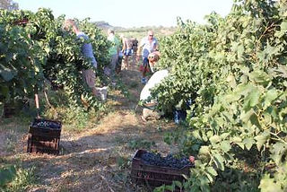 Cutting the grapes off the vine