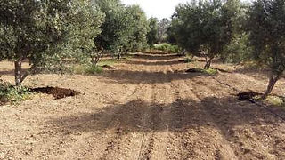Olive trees ready to be watered after the organic manure has been placed