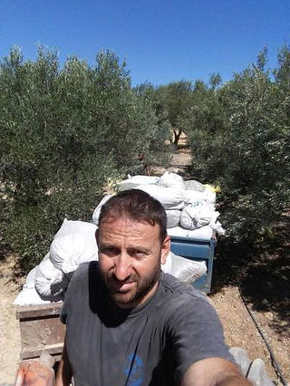 Transporting the manure to my olive grove