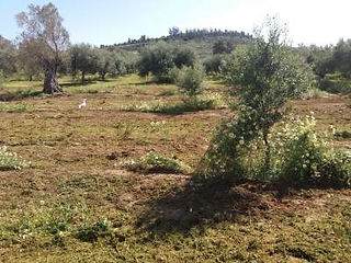 Clearing the weeds