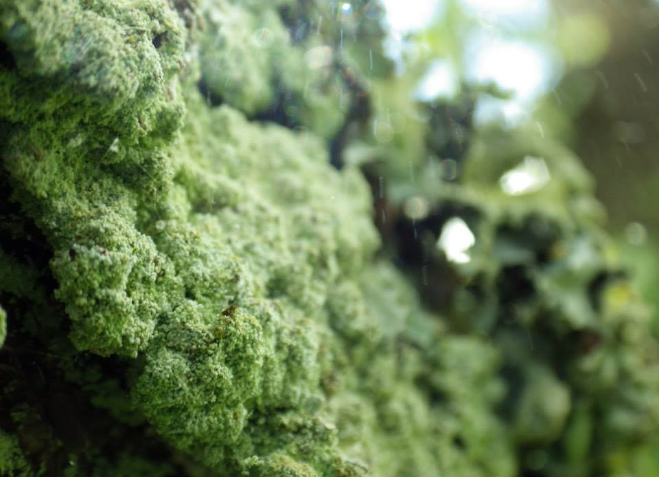 Photographie de lichen et d'un éclat de soleil