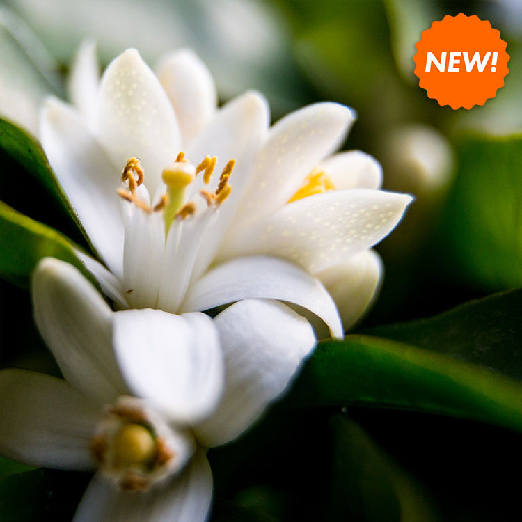 縮圖：Spring & Summer 8oz Tureen