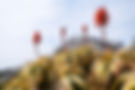 aloe-ferox.jpg