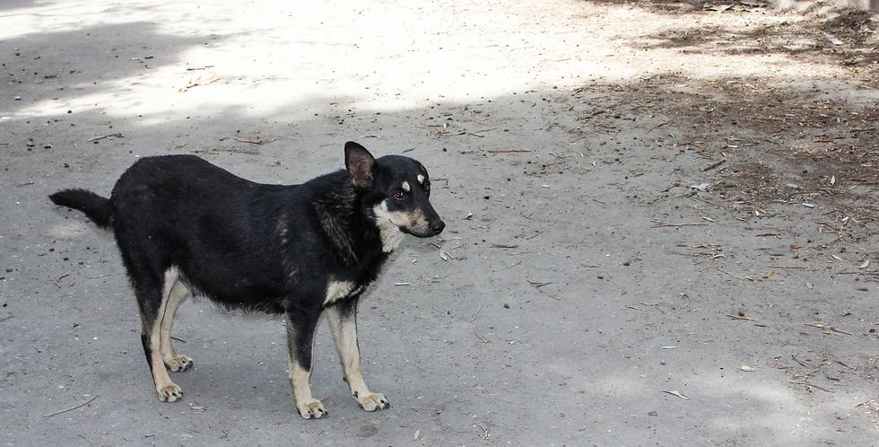 Cópia de Design sem nome.png