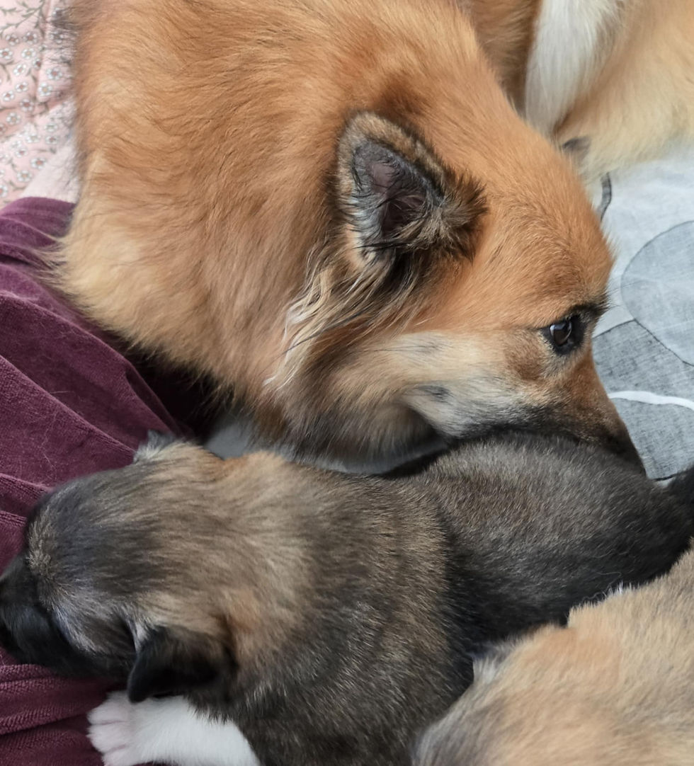 Ingen spiser før de er blevet vasket og rengjort:)