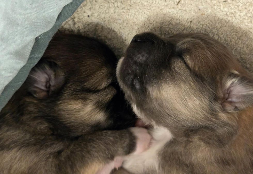 Perla og Vilja 2 uger