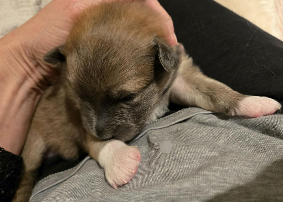 Perla Birnadóttir 2 uger