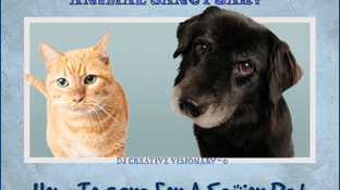 How To Care For A Senior Pet
