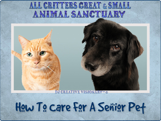 How To Care For A Senior Pet