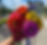 Dr Davies Farm Pick-Your-Own Flowers