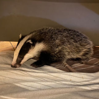 Rescue in a cull zone: How a badger cull zone and the Covid-19 pandemic affects badger cub rescue