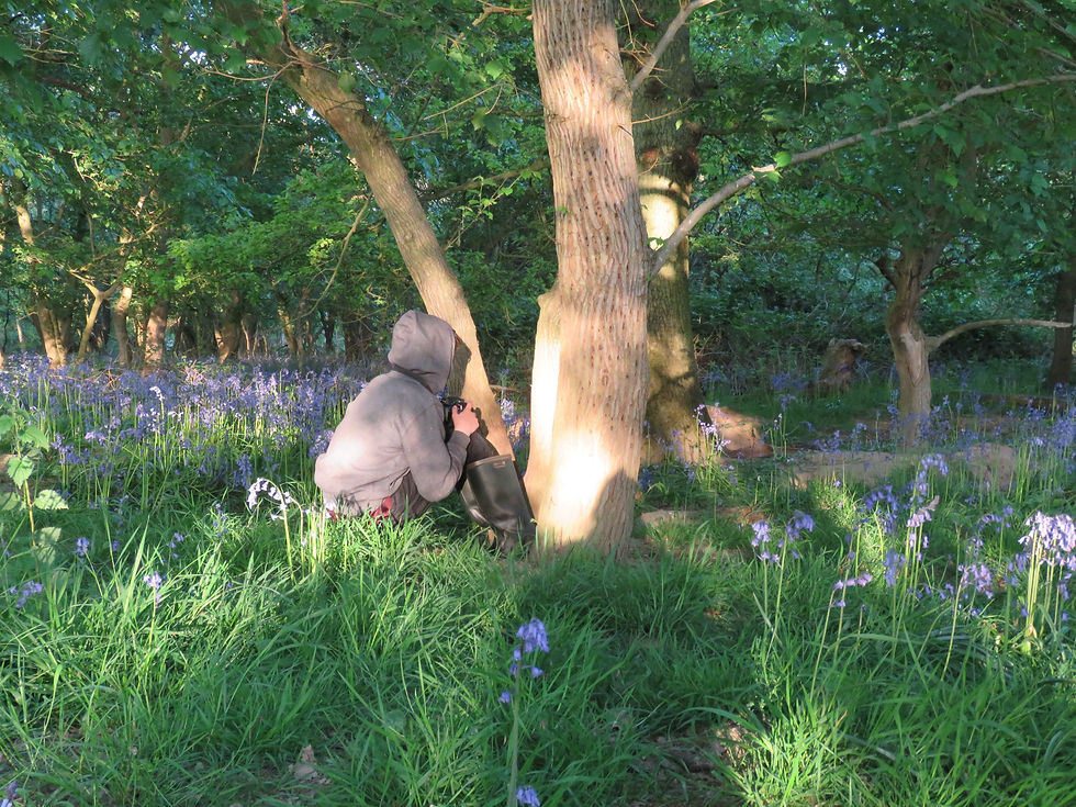 badger watching a badger set from behind a tree surrounded by bluebells ©Alex White
