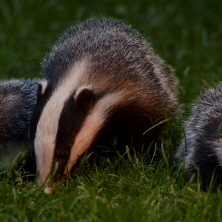 Michael Gove approves the largest destruction of a protected species in living memory
