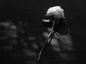 White rose on a dark floor, lit by dappled sunlight. Shadows create a somber mood.