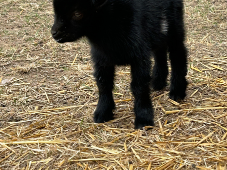 Why We Chose Nigerian Dairy Goats for RC First Fruits Farm LLC