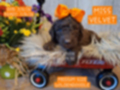 Medium Chocolate Goldendoodle - born 5/6/26 Ready to go 7/8/26