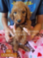 Thumbnail: Mr Crandall - Mini Goldendoodle - Born 4/22/26 Ready 6/25/26