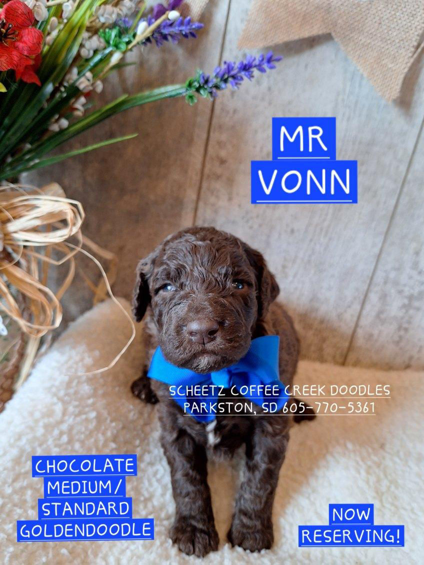 Thumbnail: Mr. Vonn - Medium Chocolate Goldendoodle - born 5/6/26 Ready to go 7/8/26