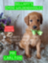 Thumbnail: Mr. Carlton - Mini Goldendoodle - Born 4/22/26 - Ready 6-25-26