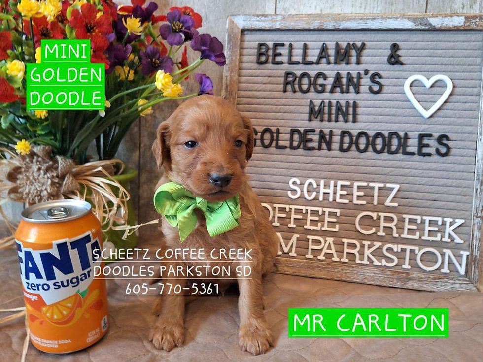 Thumbnail: Mr. Carlton - Mini Goldendoodle - Born 4/22/26 - Ready 6-25-26
