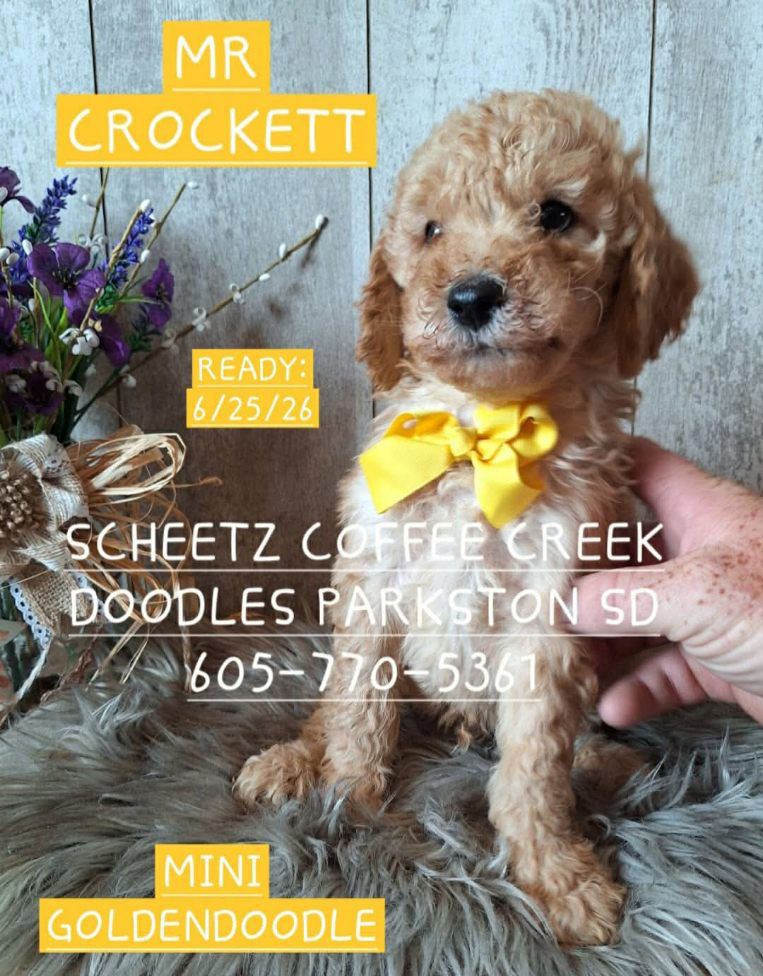 Thumbnail: Mr Crockett- - Mini Goldendoodle - Born 4/22/26 ready 6/25/26