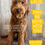 Thumbnail: Miss Lacie / Mini Goldendoodle / born 5/17/25