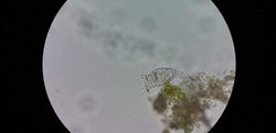 IMG-20220701-WA0054