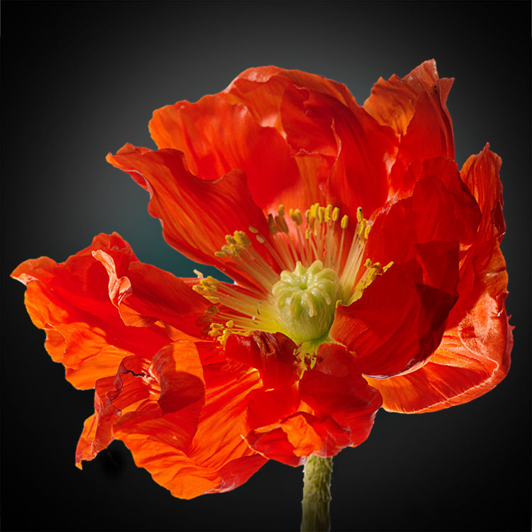 JF Poppy 24