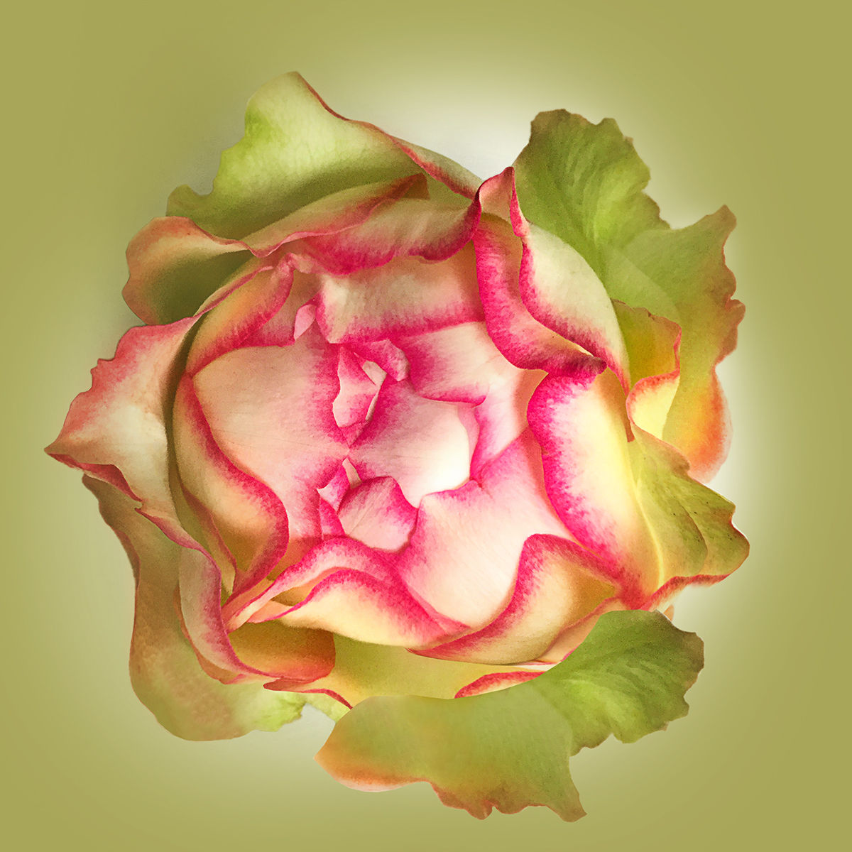 17 Rose Biedermeier Moonshine unopened